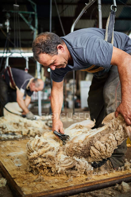 Male shearer using electric machine and shearing fluffy Merino sheep in barn in countryside — Stock Photo