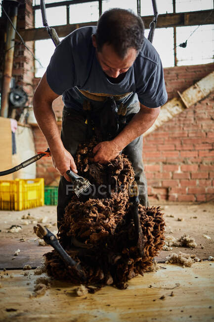 Haveuse masculine à l'aide d'une machine électrique et le cisaillement duveteux moutons mérinos dans la grange dans la campagne — Photo de stock