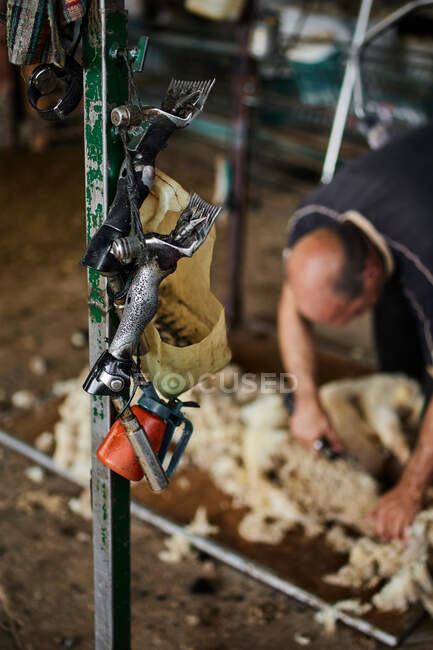 Bainha masculina usando máquina elétrica e corte de ovelhas Merino fofo no celeiro no campo — Fotografia de Stock