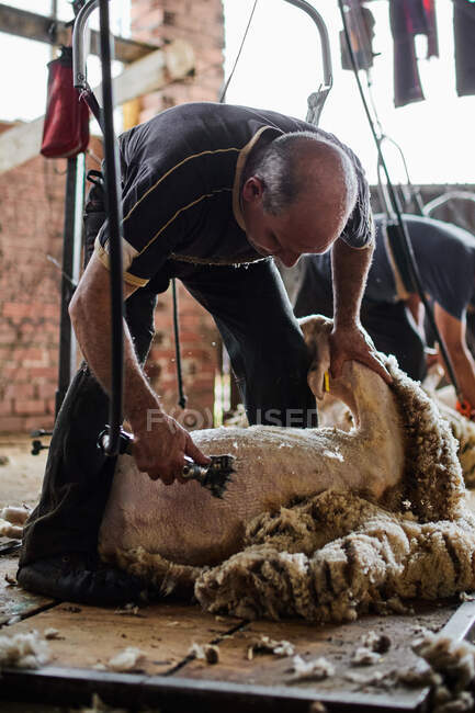 Чоловічий стрижка використовує електричну машину і стрижка пухнастої вівці Меріно в сарай в сільській місцевості — стокове фото