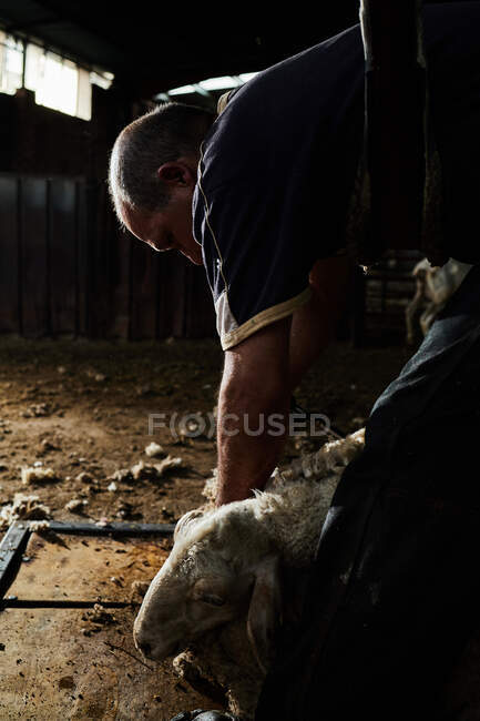 Male shearer using electric machine and shearing fluffy Merino sheep in barn in countryside — Stock Photo