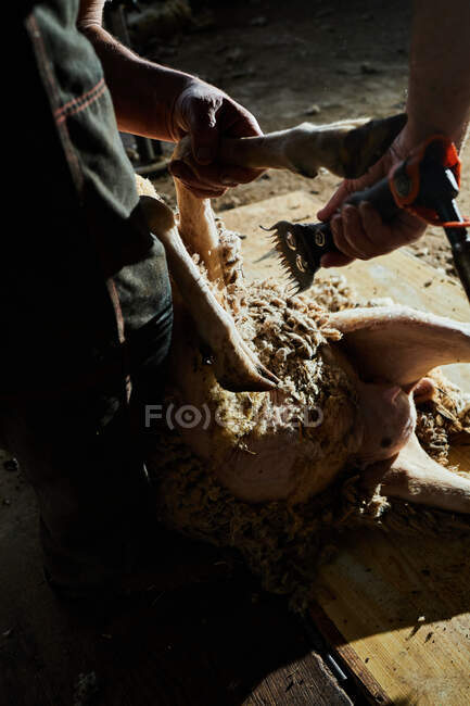 Cultivo esquilador masculino utilizando la máquina eléctrica y cizalla esponjosa oveja Merino en el granero en el campo - foto de stock