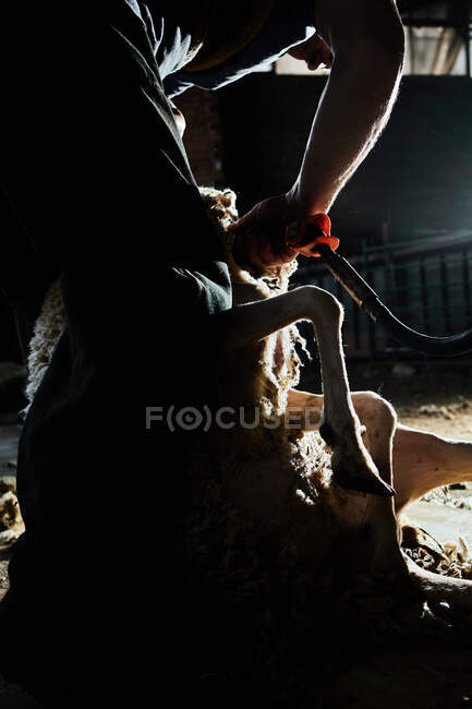 Cortar tosquiador masculino usando máquina elétrica e tosquia fofo Merino ovelhas no celeiro no campo — Fotografia de Stock