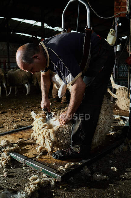 Bainha masculina usando máquina elétrica e corte de ovelhas Merino fofo no celeiro no campo — Fotografia de Stock