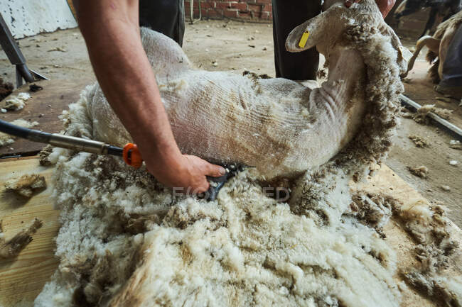 Taglierina maschio Crop utilizzando macchina elettrica e tosatura soffice pecore Merino in fienile in campagna — Foto stock
