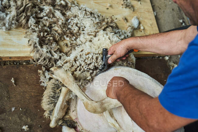 Ножницы мужского пола с помощью электрической машины и стрижка пушистых мериносов в сарае в сельской местности — стоковое фото