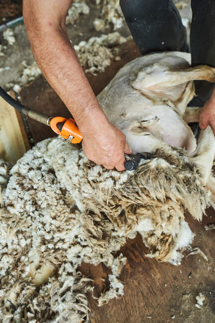 Ernte männlichen Scherer mit elektrischer Maschine und Scheren flauschige Merino-Schafe in Scheune in der Landschaft — Stockfoto