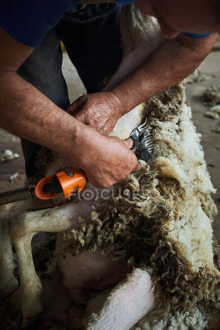 Ножницы мужского пола с помощью электрической машины и стрижка пушистых мериносов в сарае в сельской местности — стоковое фото