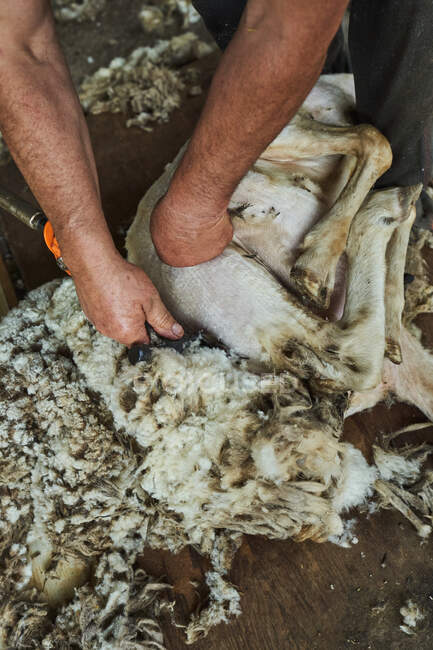 Crop male shearer using electric machine and shearing fluffy Merino sheep in barn in countryside — Stock Photo