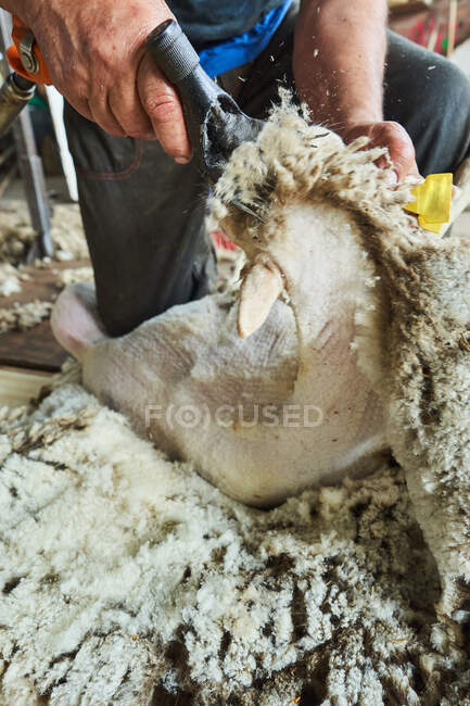 Cultivo esquilador masculino utilizando la máquina eléctrica y cizalla esponjosa oveja Merino en el granero en el campo - foto de stock
