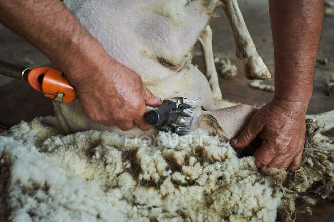 Чоловічий стрижка врожаю з використанням електричної машини і стрижки пухнастої вівці Меріно в сарай в сільській місцевості — стокове фото