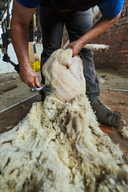Recadrer la haveuse mâle à l'aide d'une machine électrique et tondre les moutons mérinos duveteux dans la grange dans la campagne — Photo de stock