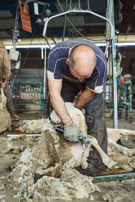 Tagliatrice maschio con macchina elettrica e tosatura soffice pecore Merino in fienile in campagna — Foto stock