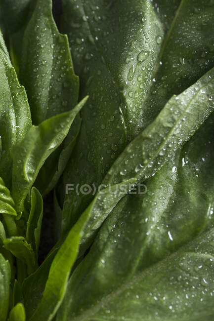 Vista de cerca macro de hojas de albahaca fresca cubiertas con gotitas de agua - foto de stock