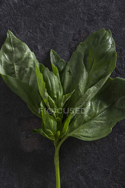 Close up view of fresh basil leaves covered with water droplets placed on dark textured surface — Stock Photo