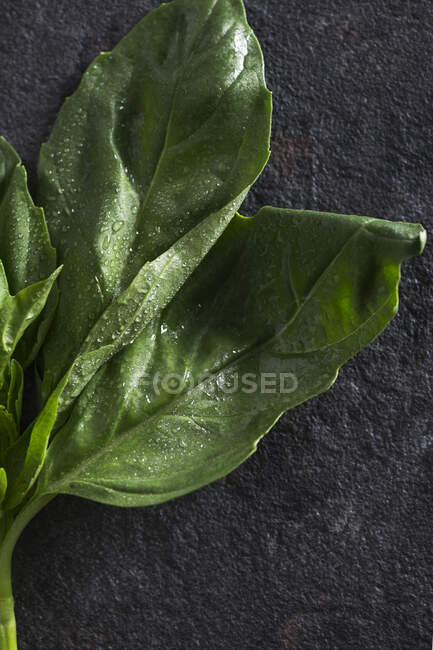 Close up view of fresh basil leaves covered with water droplets placed on dark textured surface — Stock Photo