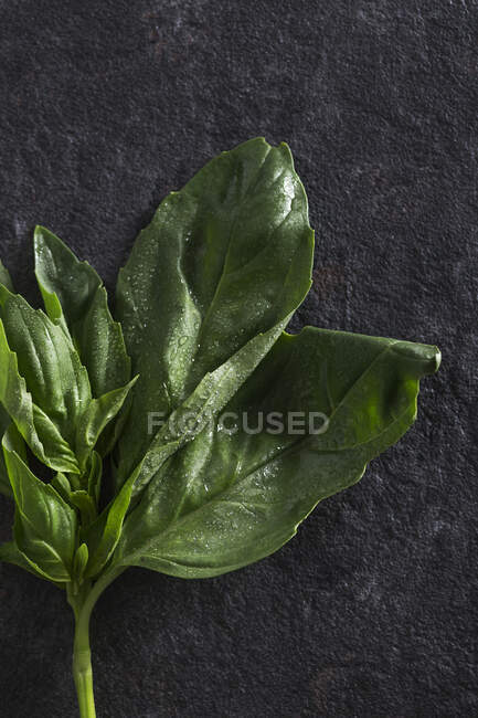 Vue rapprochée des feuilles de basilic frais recouvertes de gouttelettes d'eau placées sur une surface texturée foncée — Photo de stock