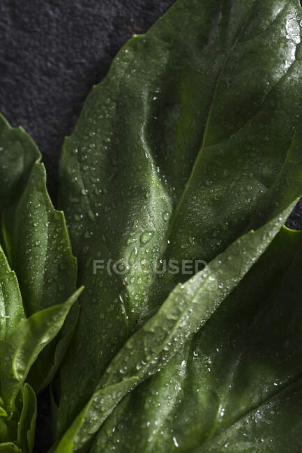 Vista de cerca de las hojas de albahaca fresca cubiertas con gotitas de agua colocadas en la superficie de textura oscura - foto de stock