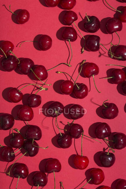 Зверху яскраво-червона апетитна вишня зі стеблами на рожевому фоні — стокове фото
