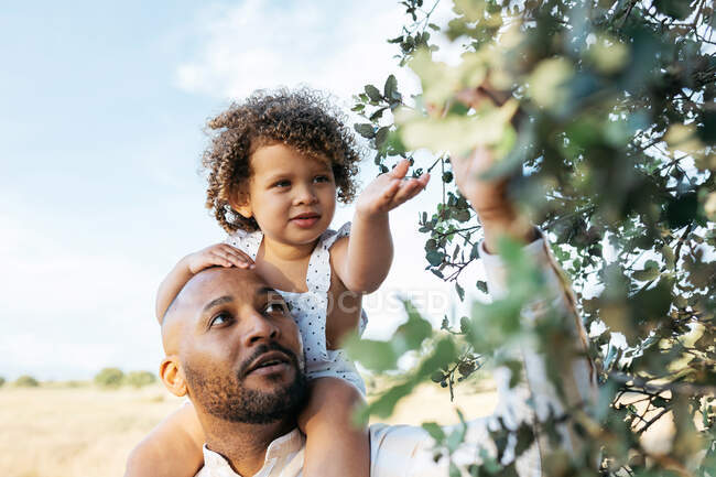 Afro-americano pai e curiosa filhinha tocando folhas de árvores no campo no verão — Fotografia de Stock