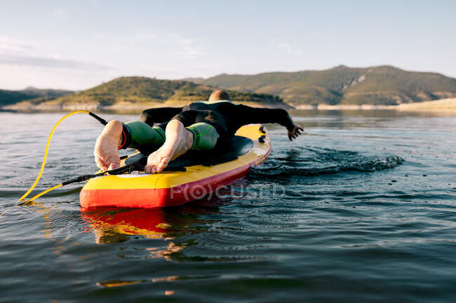 Вид ззаду на невпізнаваного босоніж чоловіка в гідрокостюмі лежить на дошці весла і плаває на поверхні озера, займаючись водними видами спорту в літній день — стокове фото