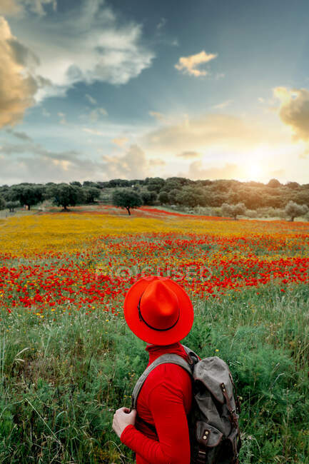 Retour vue méconnaissable élégant sac à dos mâle en vêtements rouges et chapeau jaune debout dans un champ luxuriant en pleine nature paisible — Photo de stock