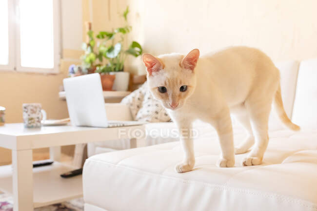 Очаровательный чистоволосый короткошерстный кремовый кот с любопытством смотрит на диван в светлой гостиной — стоковое фото