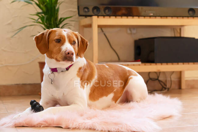Adorable white and brown mixed breed dog with collar resting on comfy fluffy rug with toy in living room at home — Stock Photo