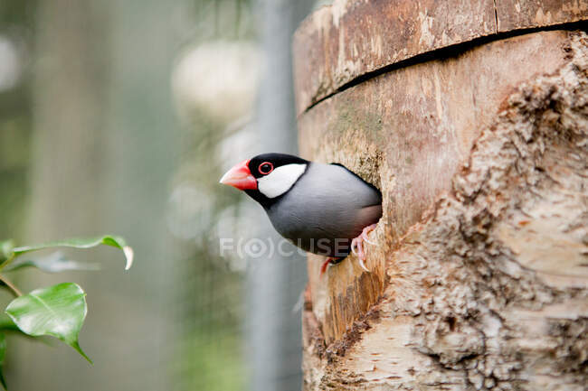 Oiseau tropical avec bec rouge jetant un coup d'oeil hors de l'arbre creux à la lumière du jour sur fond flou — Photo de stock
