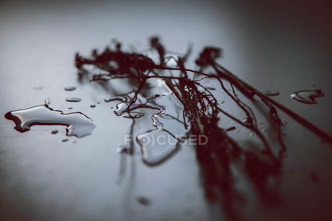 Black and white closeup of dried plant sprigs with wavy stems on transparent aqua drips on blurred background — Stock Photo