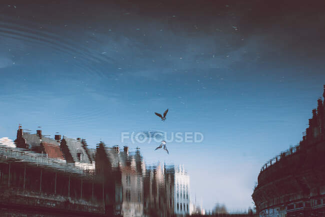 Upside down reflection on water surface with bird and buildings located on coast of canal — Stock Photo