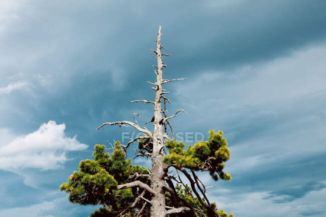 Bas angle de tronc d'arbre sans feuilles élevé poussant contre des conifères luxuriants sous le ciel bleu avec des nuages — Photo de stock