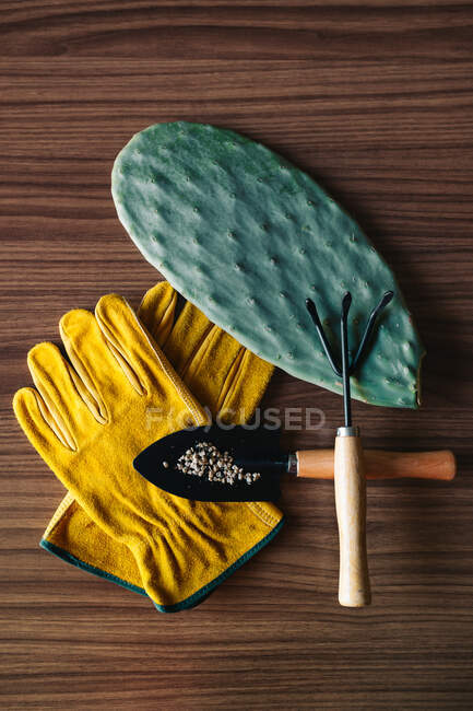 Верхний вид саженцев кактусов, расположенных рядом с различными садовыми инструментами на деревянном столе — стоковое фото