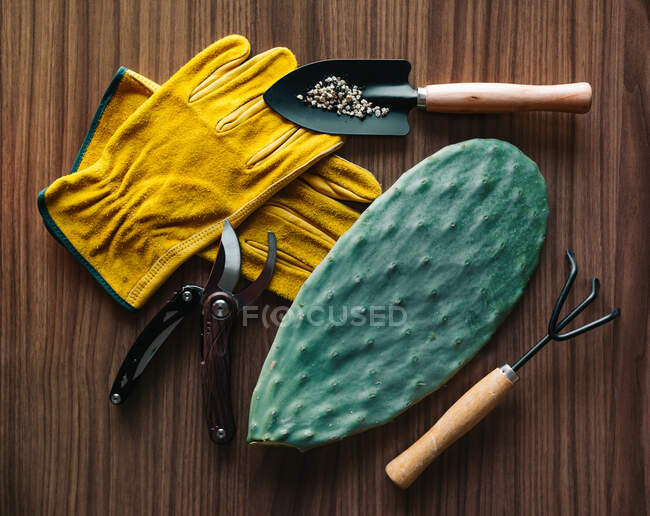 Top view of cactus seedling placed near various gardening tool on wooden table — Stock Photo