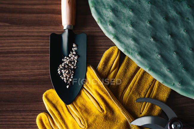 Vista superior da planta cultivada de sementes de cacto colocada perto de várias ferramentas de jardinagem na mesa de madeira — Fotografia de Stock