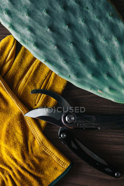 Вид зверху на захисні рукавички і кусачка, розміщені біля кактуса на дерев'яному столі — стокове фото