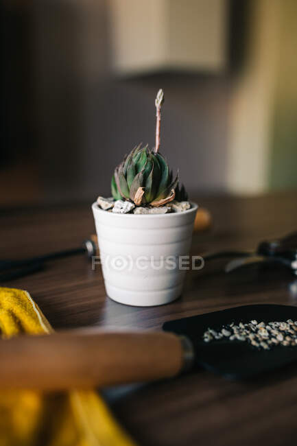 Topf mit kleiner Sukkulente und Steinen auf Tisch in der Nähe von Gartengeräten zu Hause — Stockfoto