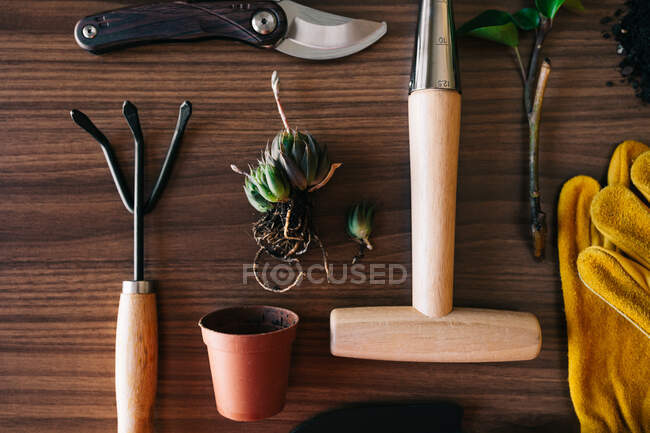 Puesta plana de pequeños instrumentos de jardinería casera con guantes y maceta con plantas en mesa de madera - foto de stock