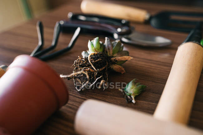 Closeup succulent sprout with dirty roots placed on table near various gardening tools — Stock Photo
