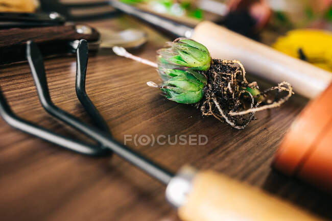 Nahaufnahme Sukkulenten mit schmutzigen Wurzeln auf dem Tisch in der Nähe verschiedener Gartengeräte platziert — Stockfoto