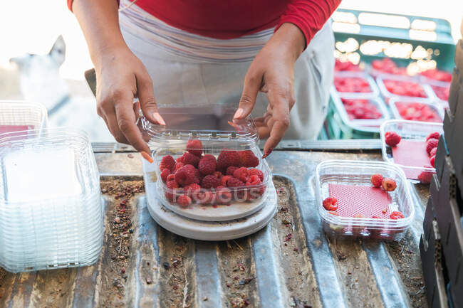 Jardinier féminin attentif mesurant le poids des framboises mûres sur des balances numériques dans le coffre fourgon — Photo de stock