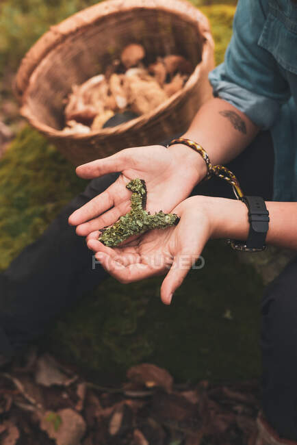 From above of crop anonymous female sitting on ground near basket of mushrooms and showing lichen in woods — Stock Photo