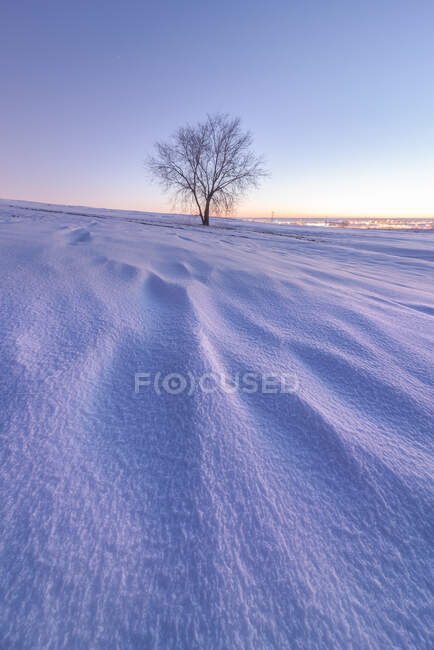 Paisaje de inmenso terreno sin fin cubierto de nieve con árboles desnudos que crecen en el campo de invierno al atardecer - foto de stock