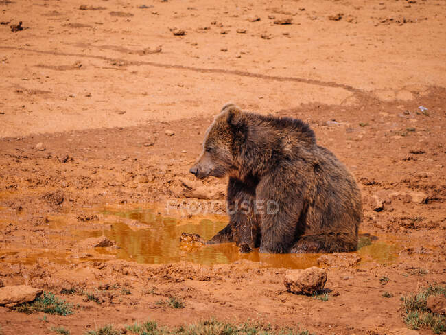 Oso con pelaje marrón esponjoso sentado en charco sucio mientras se refresca entre el terreno áspero y mira hacia otro lado - foto de stock