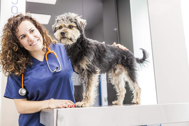 Veterinaria femenina de pelo rizado positivo con estetoscopio acariciando esponjoso Yorkshire Terrier en clínica veterinaria - foto de stock