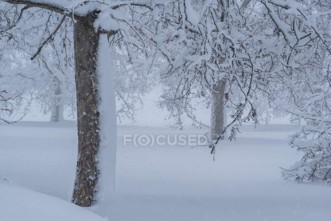 Мальовничий вид на зарослі дерева з вигнутими сухими гілками, що ростуть на засніженій місцевості взимку — стокове фото