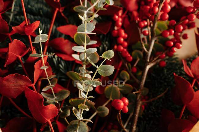 Bouquet de Noël décoratif élégant avec des brindilles d'eucalyptus et des branches rouge vif avec des baies à la lumière du jour — Photo de stock