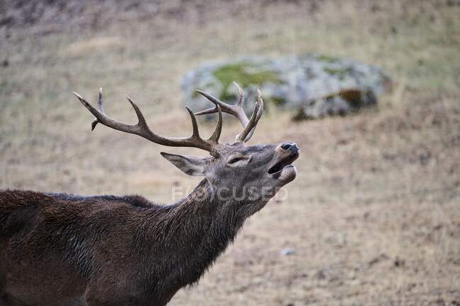 Wild buck deer grunting while grazing in meadow in the woods — Stock Photo