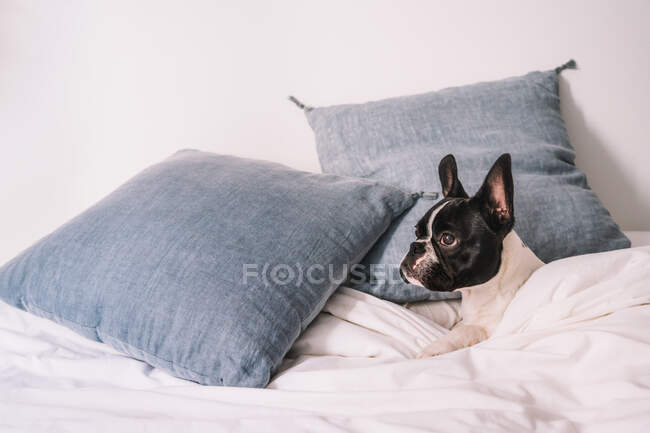 Цікава чистокровна домашня французська бульдог лежить на зручному дивані з ковдрою на яскравому сонечку відпочиваючи на блакитних подушках, дивлячись геть — стокове фото