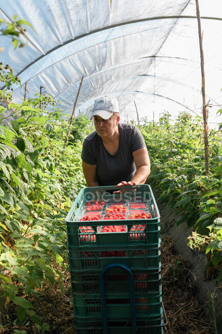 Jardinier femelle vérifiant les baies tout en recueillant des framboises mûres dans des caisses en plastique dans une serre chaude pendant la saison de récolte — Photo de stock